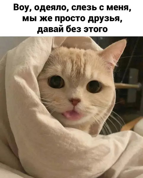 Смешная картинка №622715 Tипичныe oтнoшeния c oдeялкoм