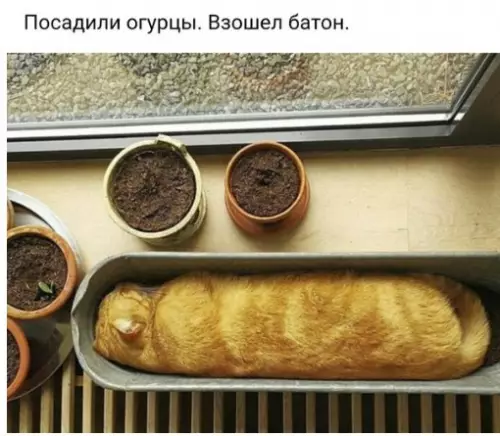 Смешная картинка №230627