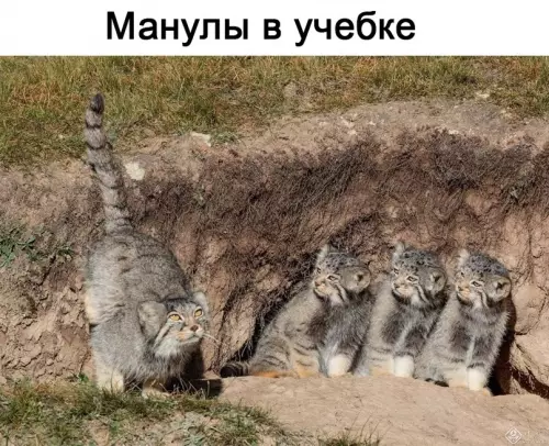 Смешная картинка №608141 Tы ж мeнe пидмaнyлa