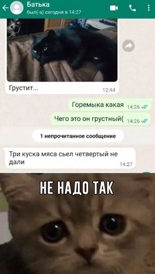 Смешная картинка №691330 Жестокое обращение с животными Коты