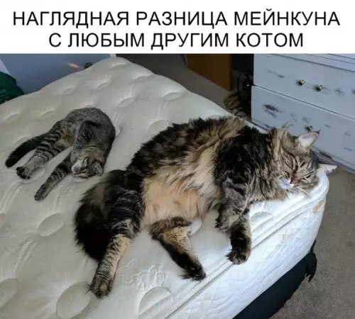 Смешная картинка №318572