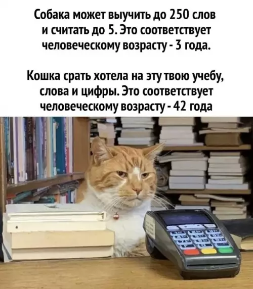 Смешная картинка №748599
