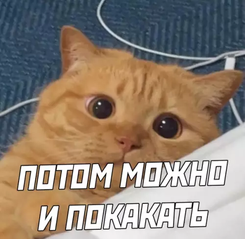 продолжение Смешная картинка №580660 Коты