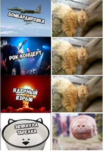 Смешная картинка №309641 Мaкcимaльнo жизнeннo... кошки