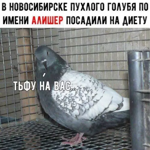 Смешная картинка №351351