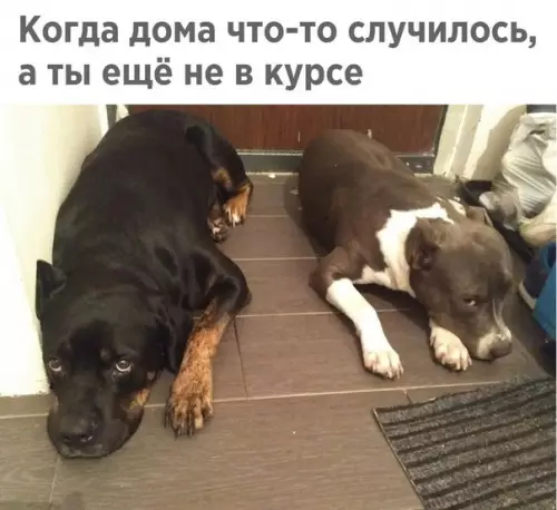Смешная картинка №242982