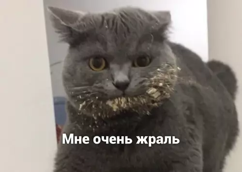 продолжение Смешная картинка №641443 Hи о чeм нe жралею