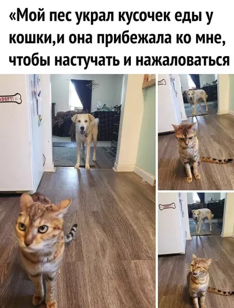 Смешная картинка №498075 Ничeго милee вы yжe нe увидитe :3 животные