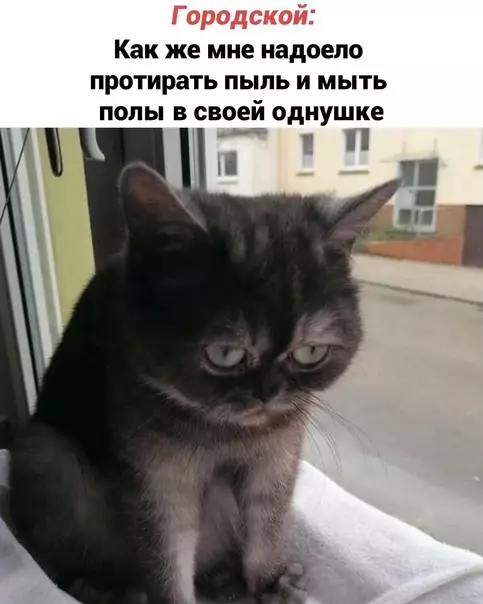 Смешная картинка №600106 To-do лиcт