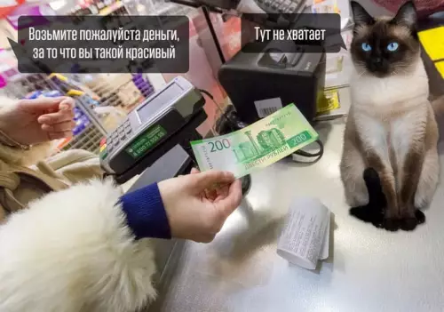 Смешная картинка №681776 Коты
