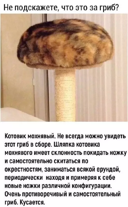 Осторожно, этот гриб кусается! 🍄🙀 - Не подскажете, что это за гриб? Котовик мохнавый. Не всегда