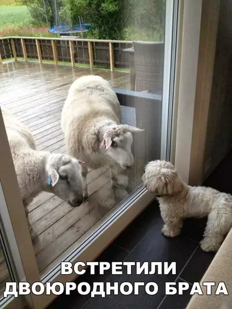 Смешная картинка №270454