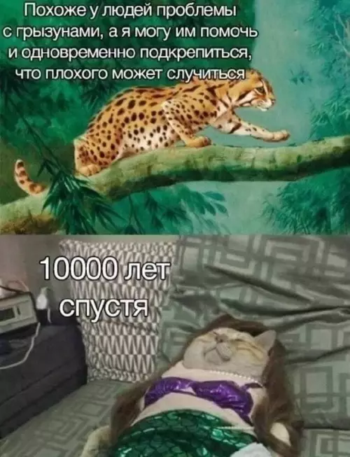 Смешная картинка №738109 Ошибка  Коты