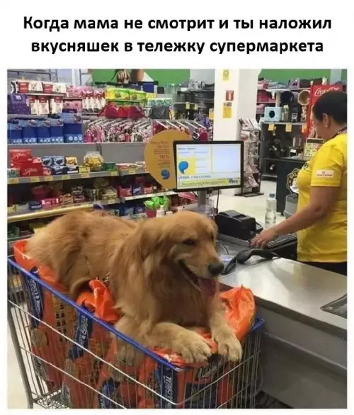 План по захвату вкусняшек выполнен! 🐶🛒 - Когда мама не смотрит и ты наложил вкусняшек в тележку
