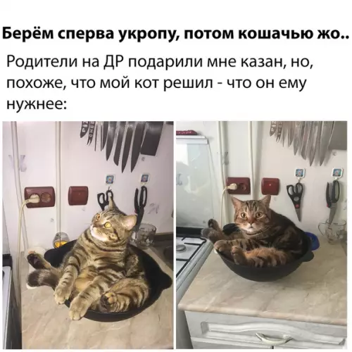 Смешная картинка №312214 коты