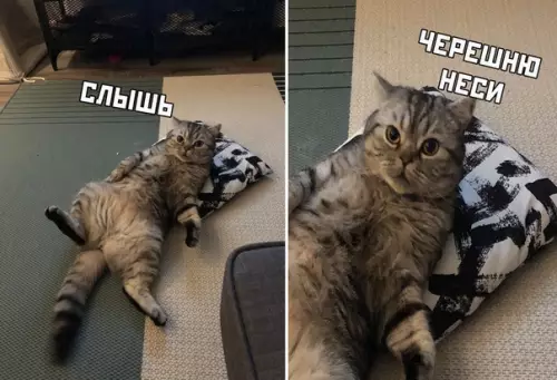 Смешная картинка №500264