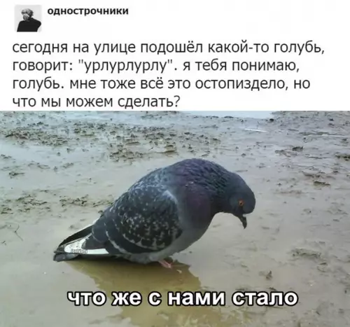 Смешная картинка №315641