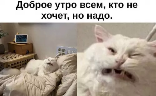 Утро с котом