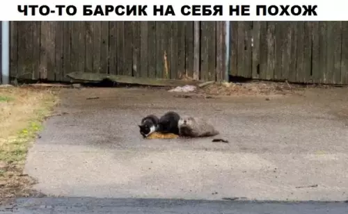 Смешная картинка №307719