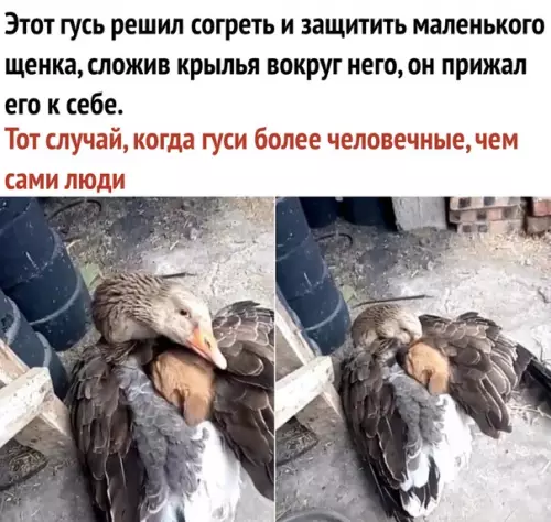 Смешная картинка №329999 Супер Гусь!
