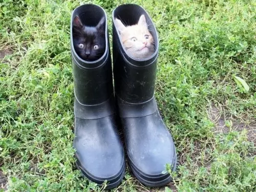 Смешная картинка №374463 Коты в сапогах)))