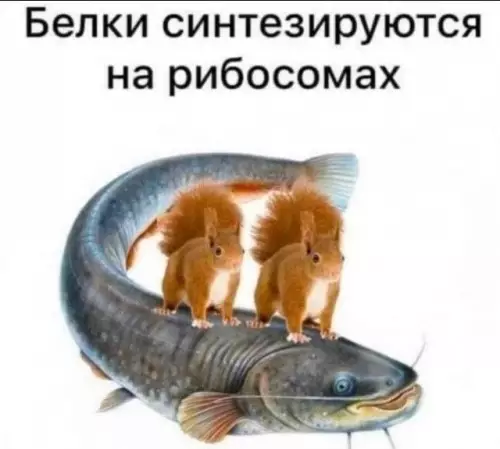 Белки на рыбе? 🐿️🐟 - Белки синтезируются на рибосомах