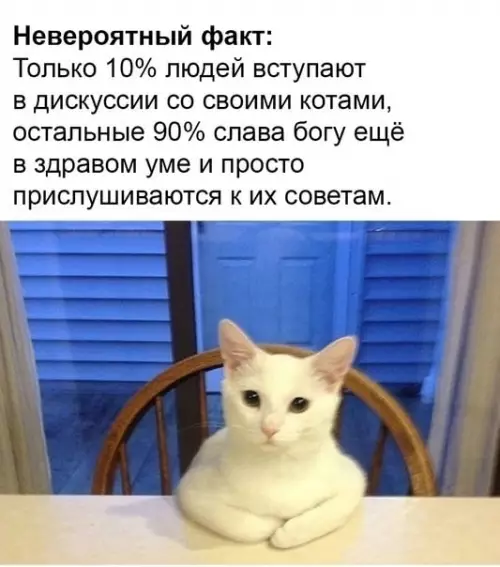 Смешная картинка №664511 коты