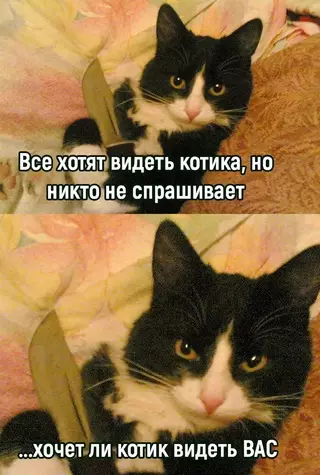 Смешная картинка №700702 коты