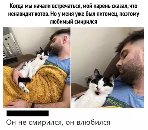 Смешная картинка №482516 Милашно кошки