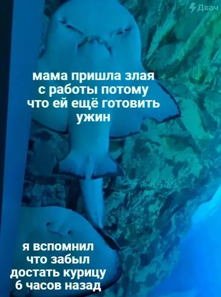 Смешная картинка №584190 3eмля пyxoм