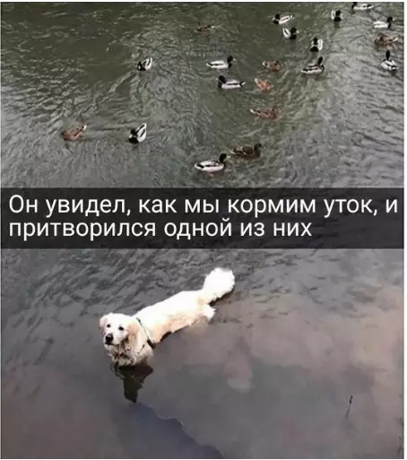 Смешная картинка №250879