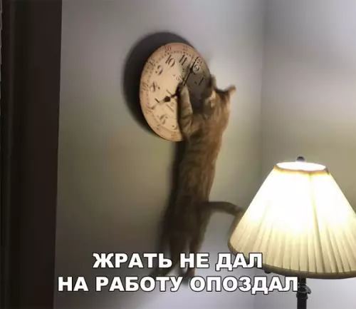 Смешная картинка №300951 Коварный кот коты
