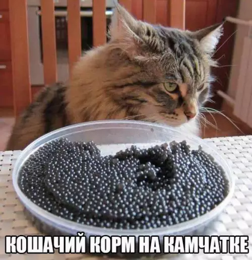 Смешная картинка №173701 коты