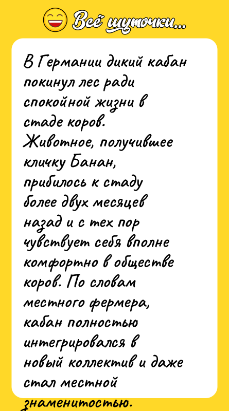 В Германии дикий кабан покинул лес ради спокойной жизни в