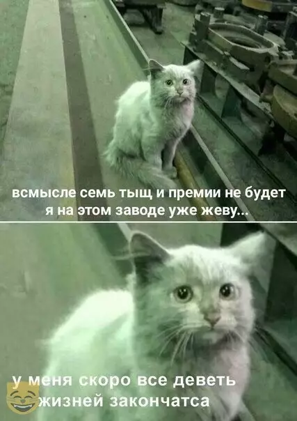 Смешная картинка №382721 #приколы #картинки #мемы ? коты, кошки