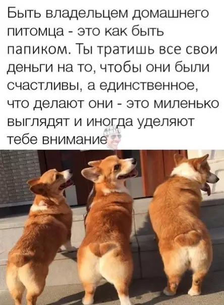 Смешная картинка №373547 Изредка скулят и захватывают твою квартиру
