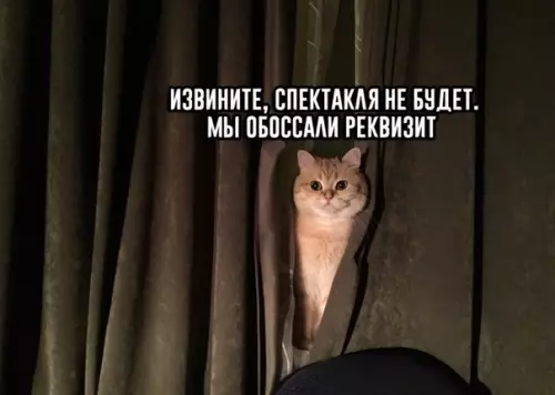Смешная картинка №595988 Котикaм можно простить :3 Кошки