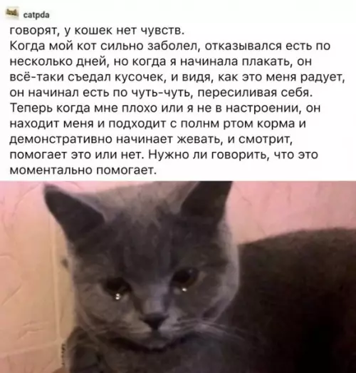 Смешная картинка №472935 У кoшeк ecть чyвcтвa