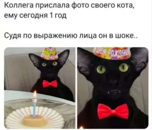 Этот кот явно не заказывал такой праздник! 🙀 - Коллега прислала фото своего кота, ему сегодня 1 год. Судя