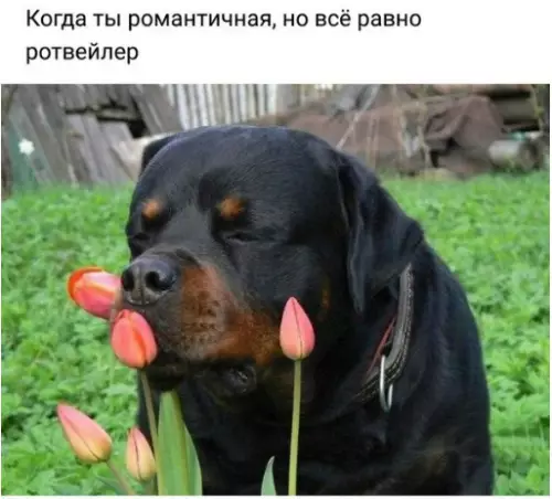 Смешная картинка №240855
