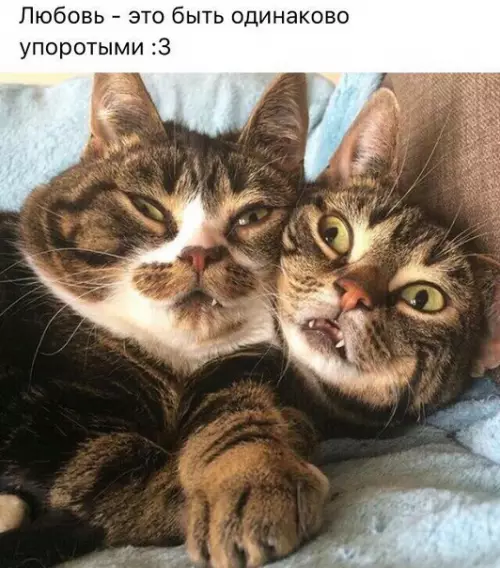 Смешная картинка №258979