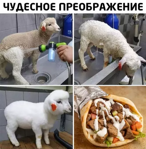 Смешная картинка №507321 Белиссимо!