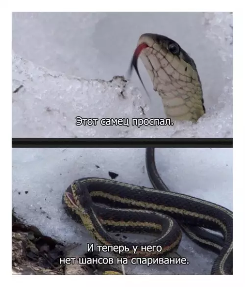 Смешная картинка №333010