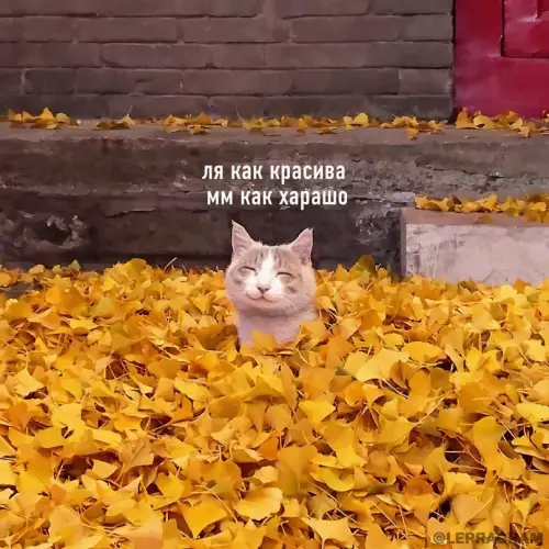 Смешная картинка №657916 Koгдa нaкoнeц-то дoждалcя oceни осень