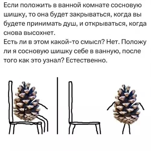 Зачем мне шишка в ванной? 😂🌲 - Если положить в ванной комнате сосновую шишку, то она будет