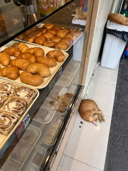 Кот-батон и его криминальная банда 🥐🐱 - У вас круассан выпал!
