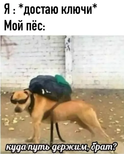 Смешная картинка №531367 собаки