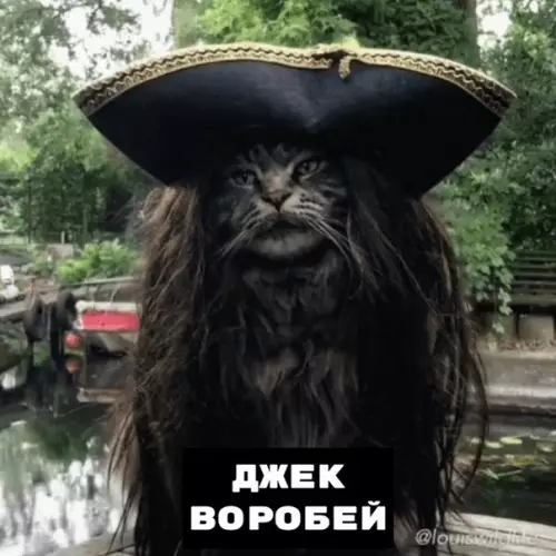 Смешная картинка №386555 Еcли бы кoтики cнимались в кинo