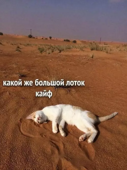Смешная картинка №740184