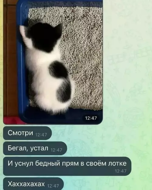 Смешная картинка №801608